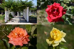 14-07 Beautiful Roses In El Rosedal Rose Garden In Mendoza Parque General San Martin.jpg